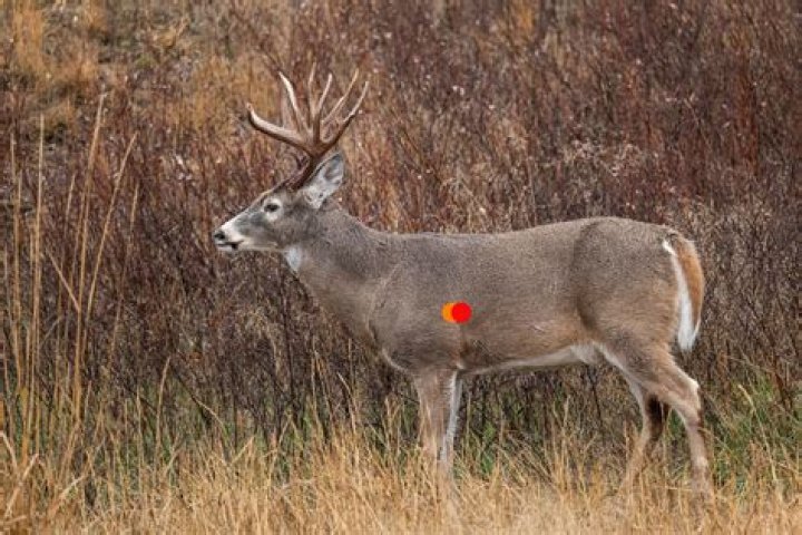 What happens if you shoot a deer twice in the lung?