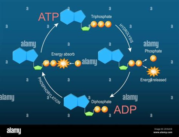 What happens in hydrogen ion movement and ATP formation?