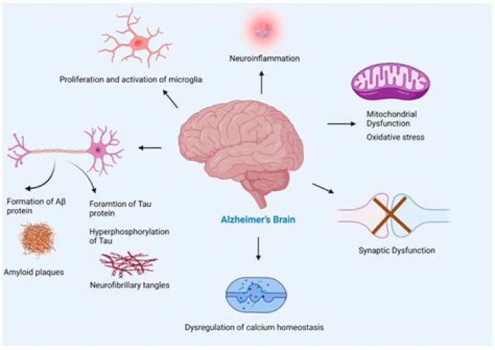 What happens microglial activation?