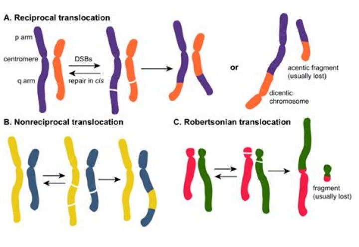 What happens to a chromosome during translocation?