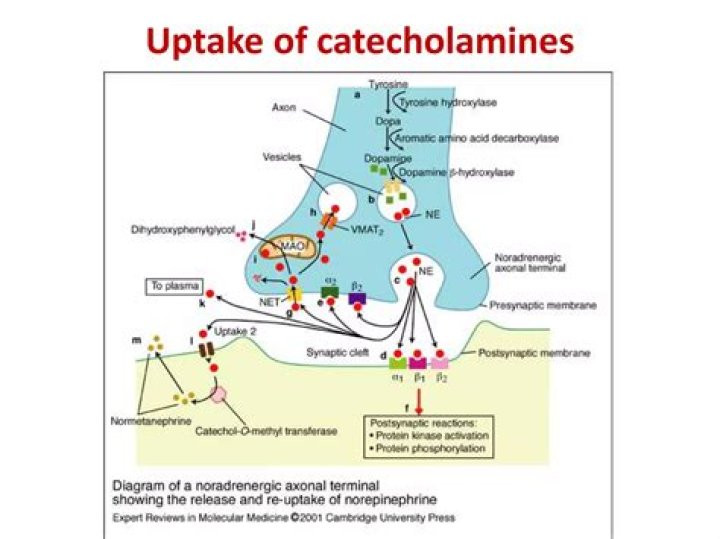 What happens when a catecholamine?