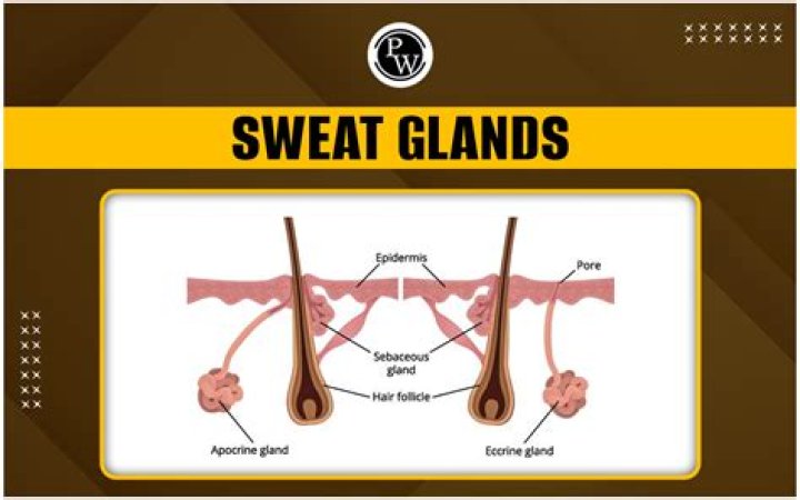 What happens when sweat glands are damaged?