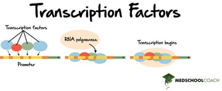What happens when transcription factors bind to promoter?