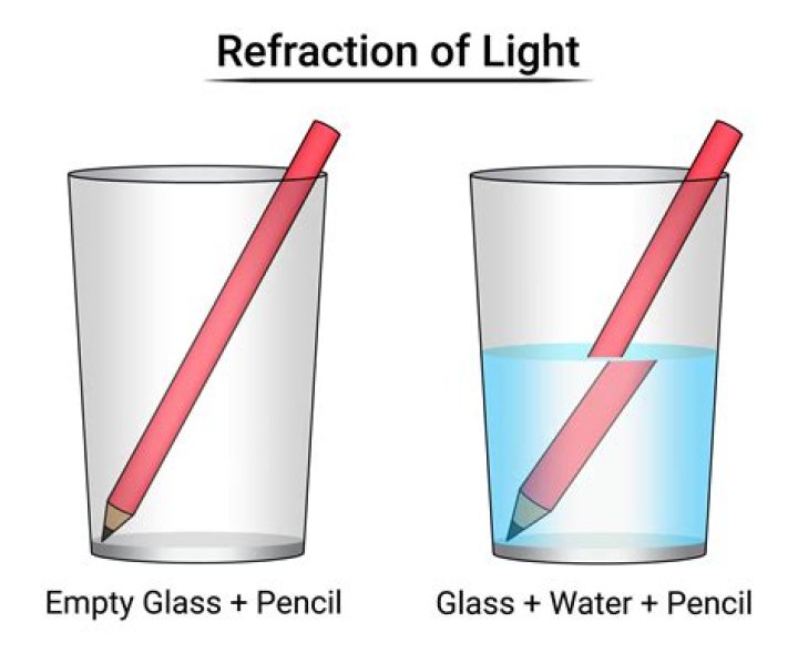 What happens when you put a piece of celery into a glass of water?
