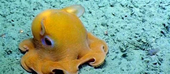What helps a dumbo octopus survive?