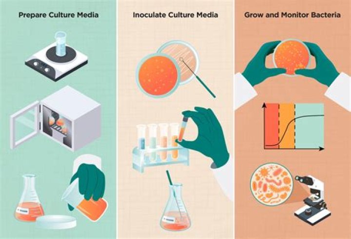 What is a bacteriological media?