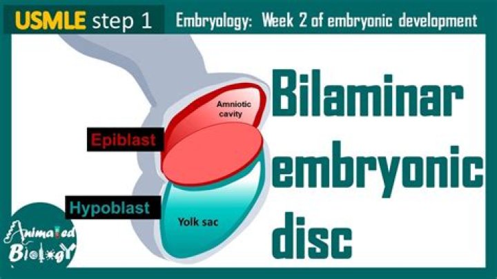 What is a bilaminar disk?