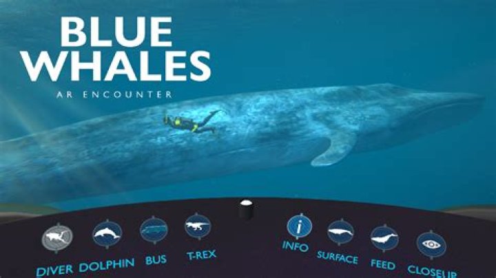 What is a blue whales behavior?
