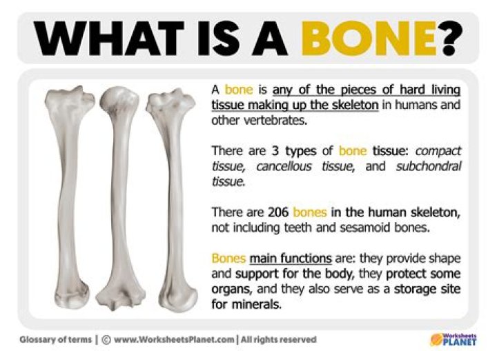 What is a bone process?