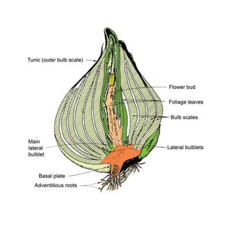 What is a bulb in anatomy?