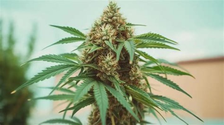 What is a cannabis grow op called?