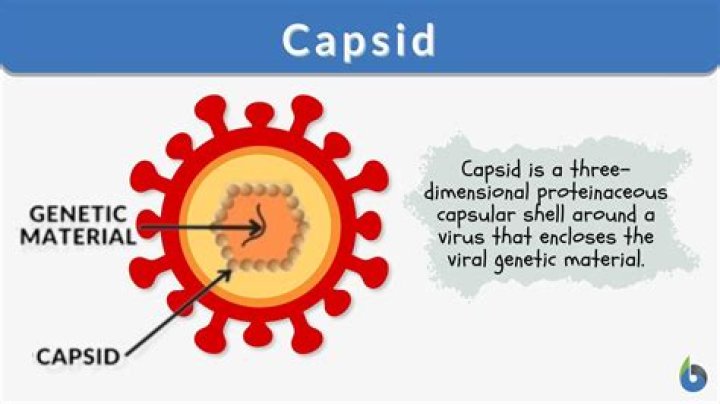 What is a capsid?