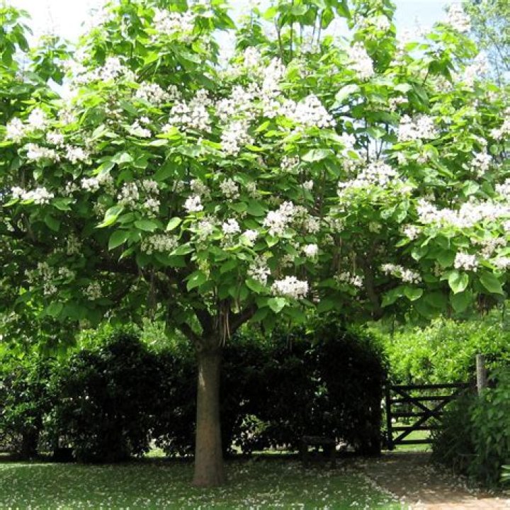 What is a catalpa tree good for?