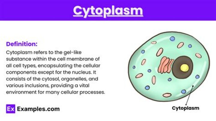 What is a cytoplasm in a cell simple definition?