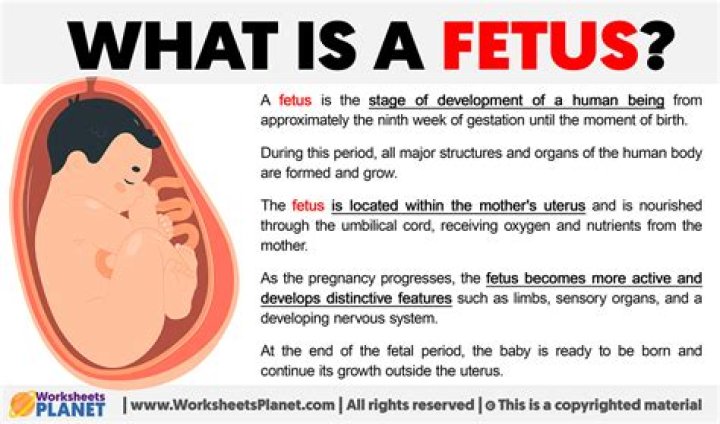 What Is a fetus Igcse?