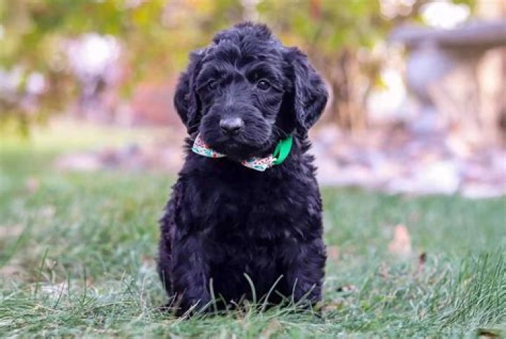 What is a Flandoodle puppy?
