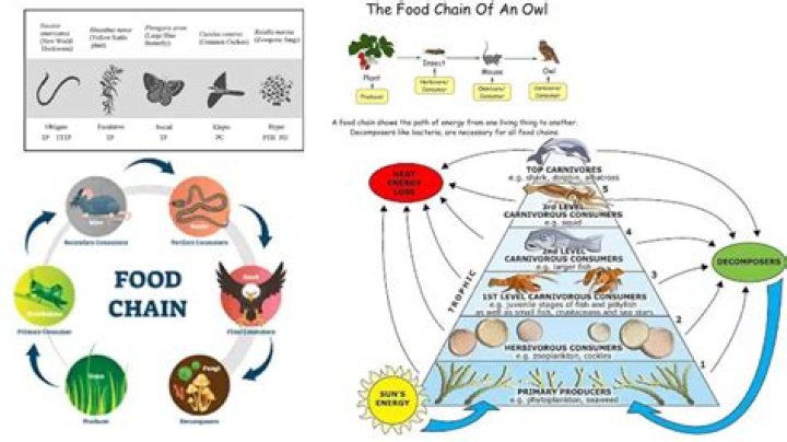 What is a food chain for 5th graders?
