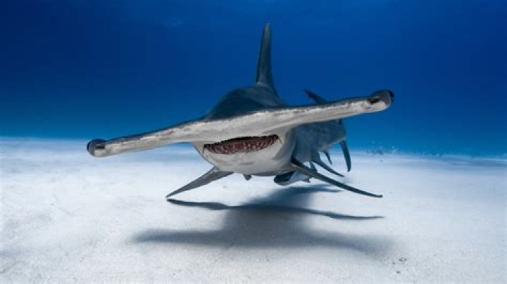 What is a fun fact about a hammerhead shark?