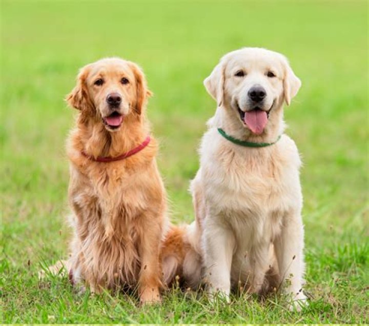 What is a golden saint dog?