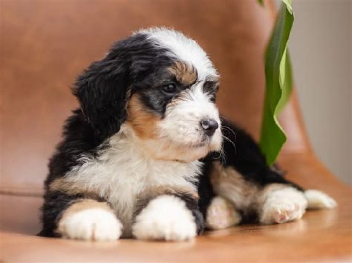 What is a good medium sized hypoallergenic dog?