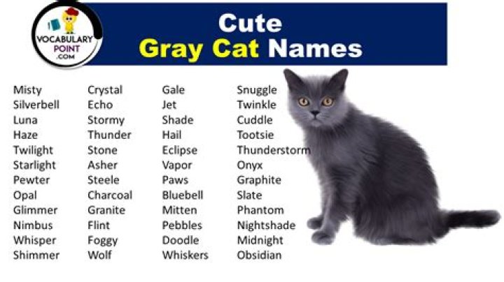 What is a good name for a male GREY kitten?