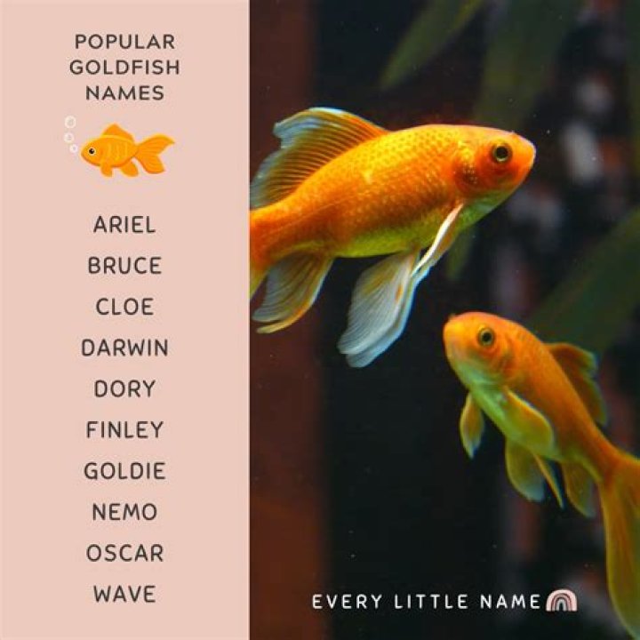What is a good name for a pet fish?