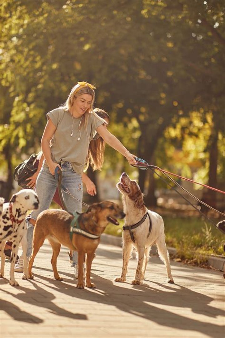 What is a good rate to pay a dog sitter?