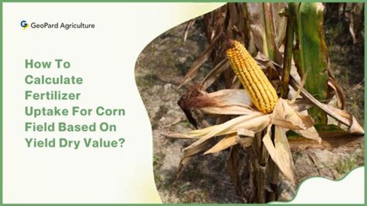 What is a good yield for corn per acre?