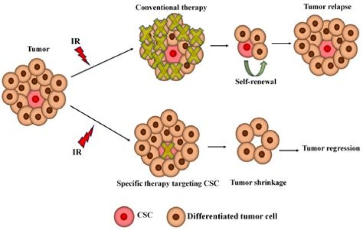 What is a high nucleus to cytoplasm ratio?