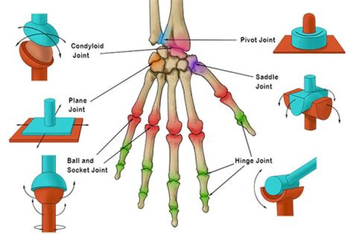 What is a hinge knuckle?