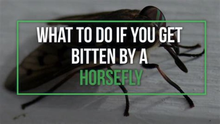 What is a horsefly bite look like?