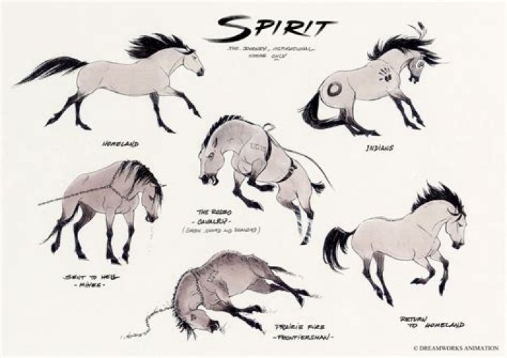 What is a human stallion?