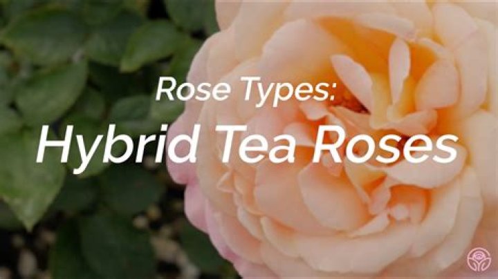 What is a hybrid tea rose type?