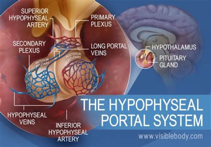 What is a hypophyseal artery?