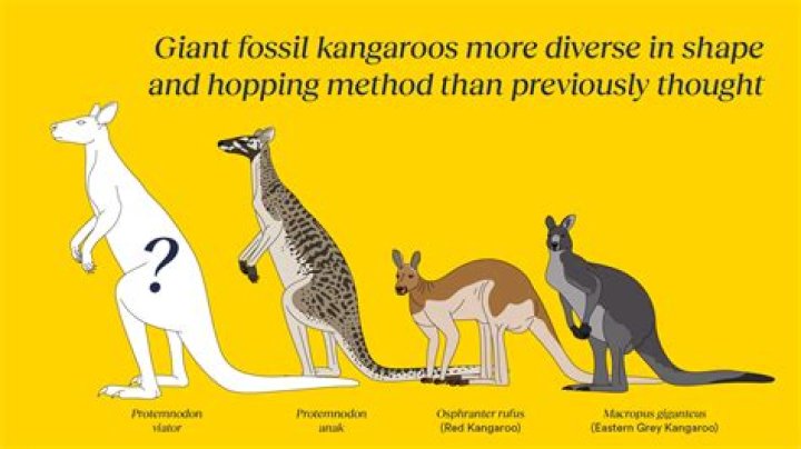What is a kangaroos personality?