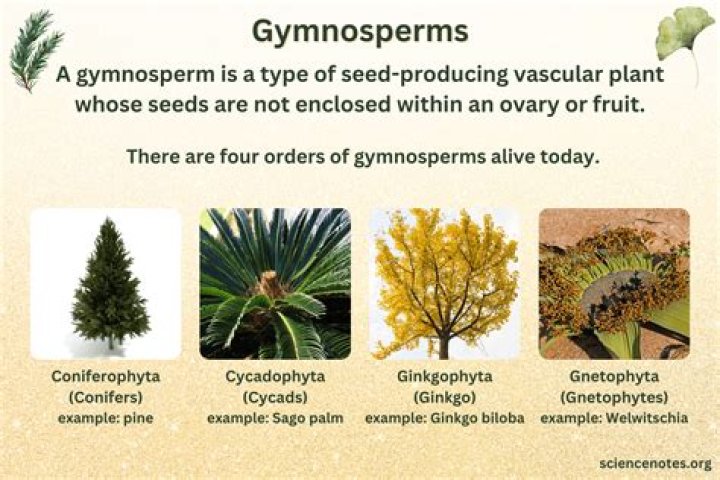 What is a key adaptation of gymnosperms which helps make them successful on land?