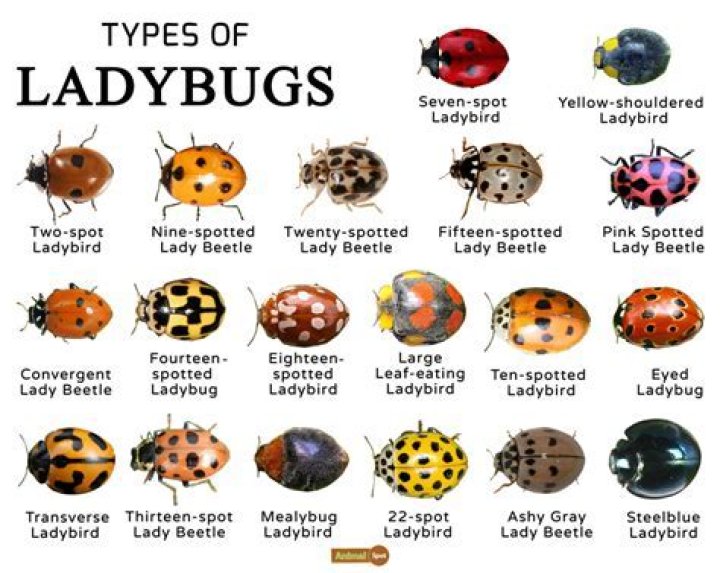 What is a ladybugs scientific name?