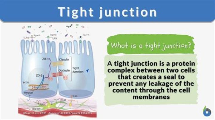 What is a occluding Junction?