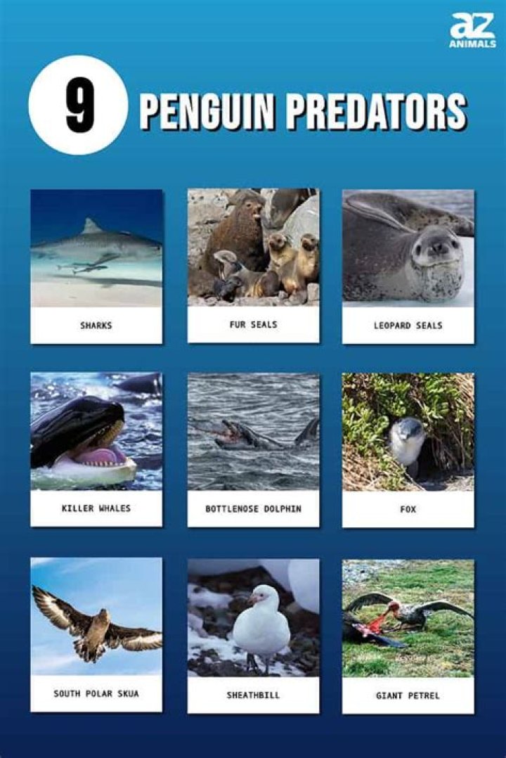 What is a penguin prey and predator?
