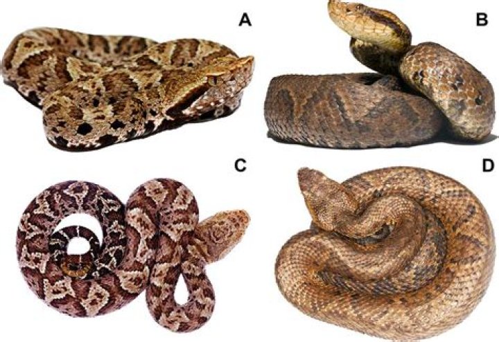 What is a pit vipers habitat?