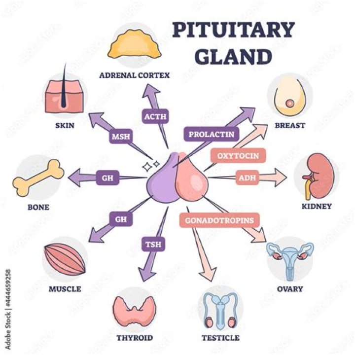 What is a pituitary body type?
