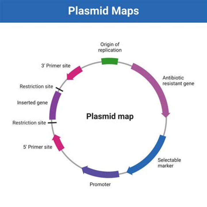 What is a plasmid and why is it useful?