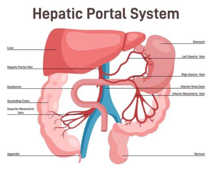 What is a portal system in the body?