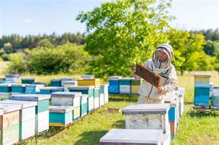 What is a professional beekeeper?