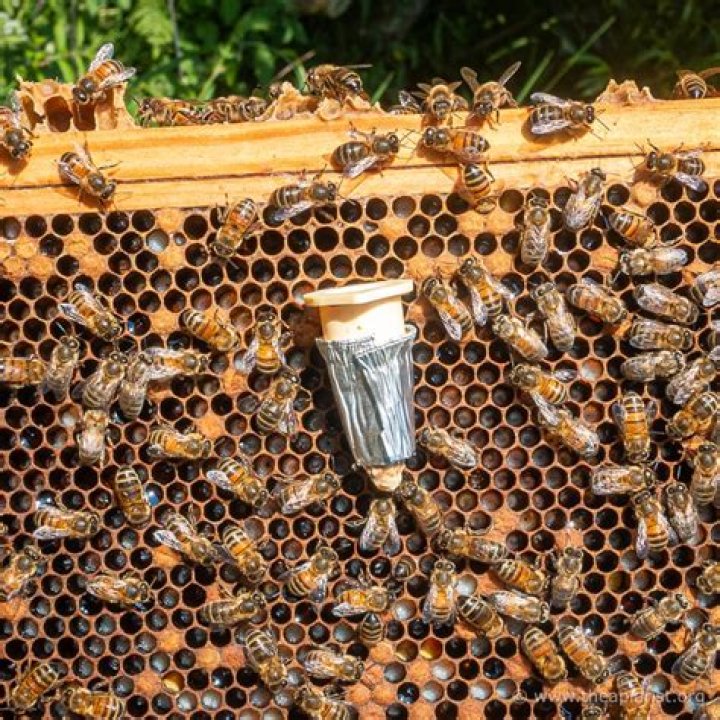 What is a Queenright hive?