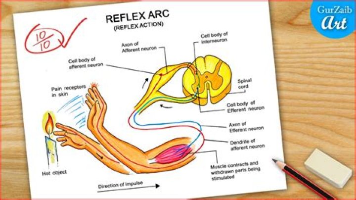 What is a reflex arc anatomy?