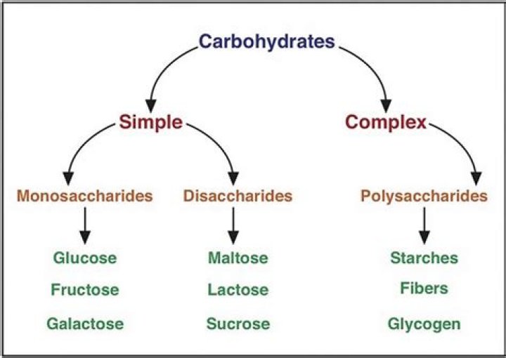 What is a sentence for carbohydrates?
