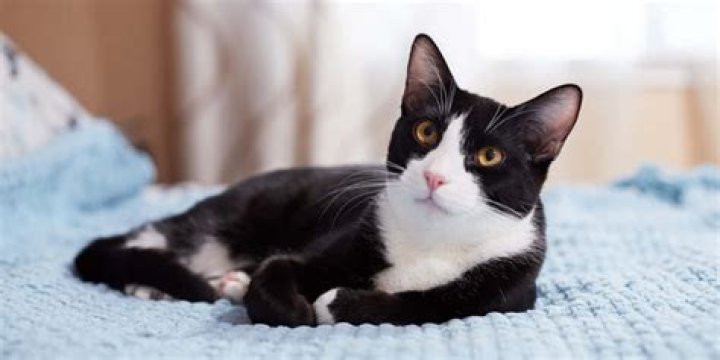 What is a short haired black and white cat called?
