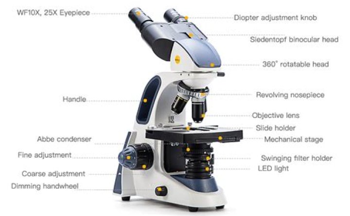 What is a Siedentopf head on a microscope?