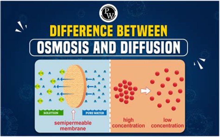 What is a simple definition of osmosis?